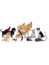 Animaux de compagnie
